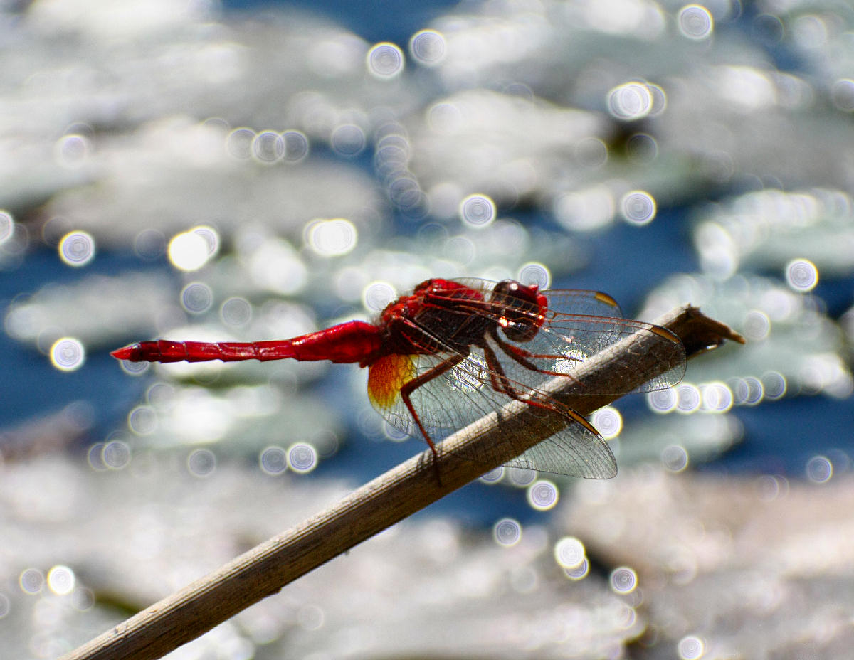 libellula da identificare